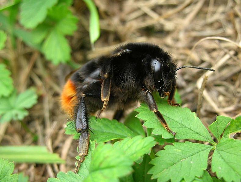 Bombus lapidarius